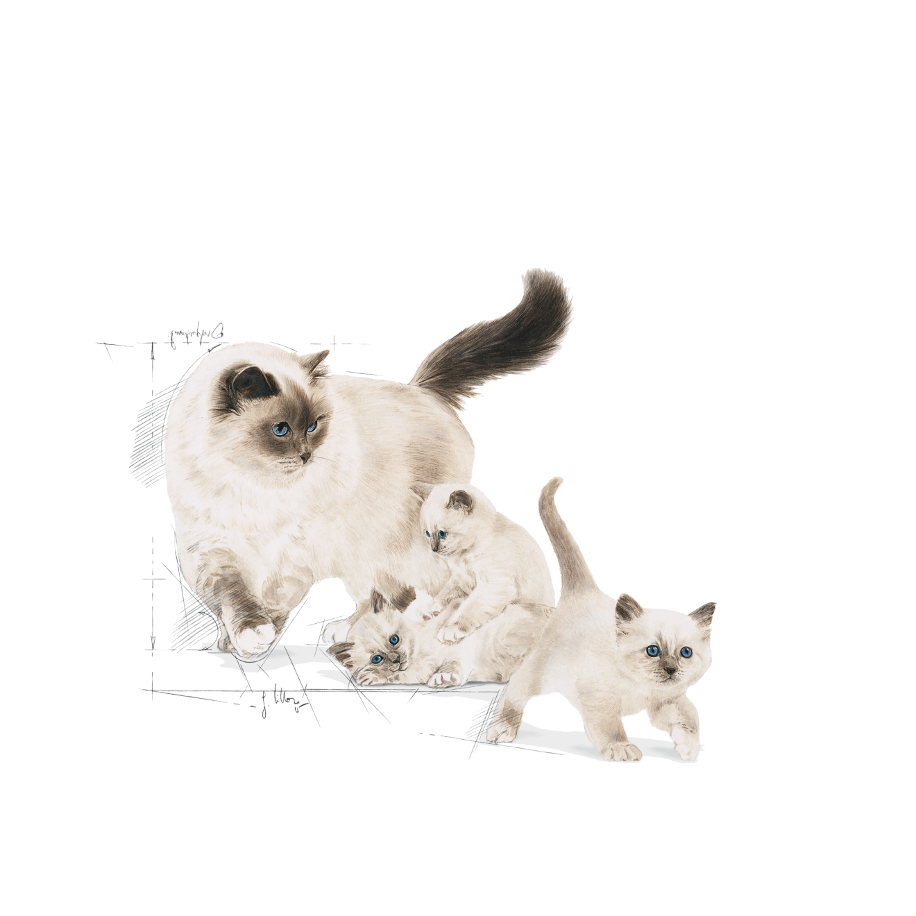 Mother & Babycat – 6 Mother & Babycat – 6
