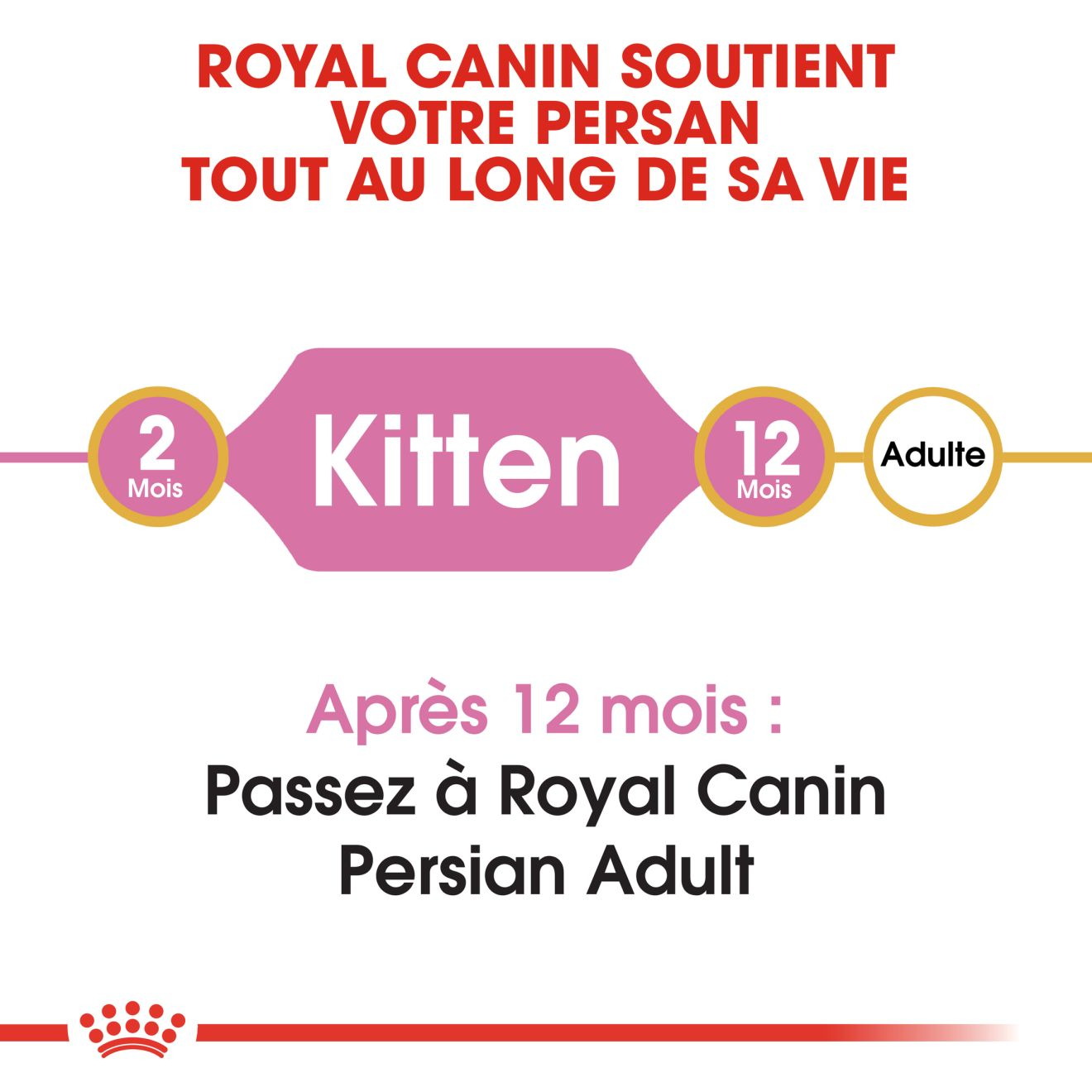 Chaton Persan – 3 Chaton Persan – 3