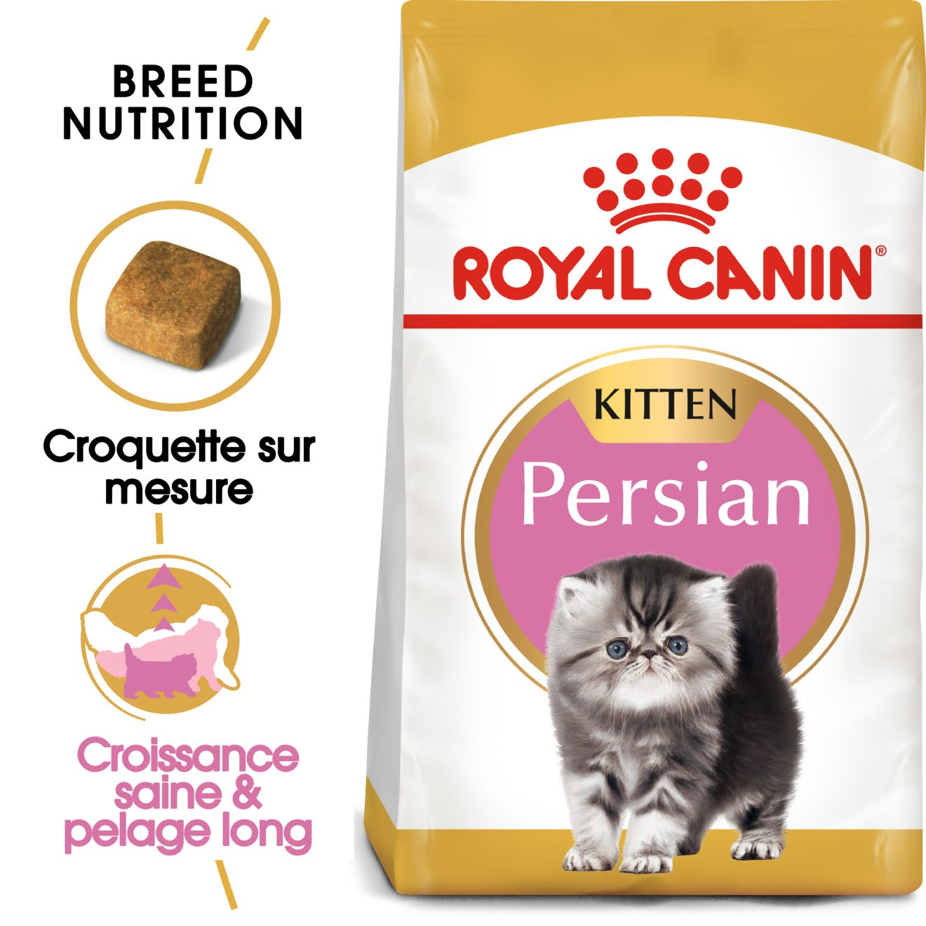 Chaton Persan – 5 Chaton Persan – 5
