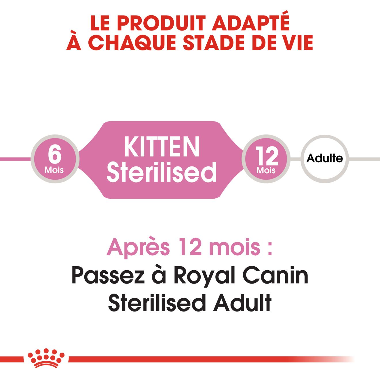 Kitten Sterilised – 3 Kitten Sterilised – 3