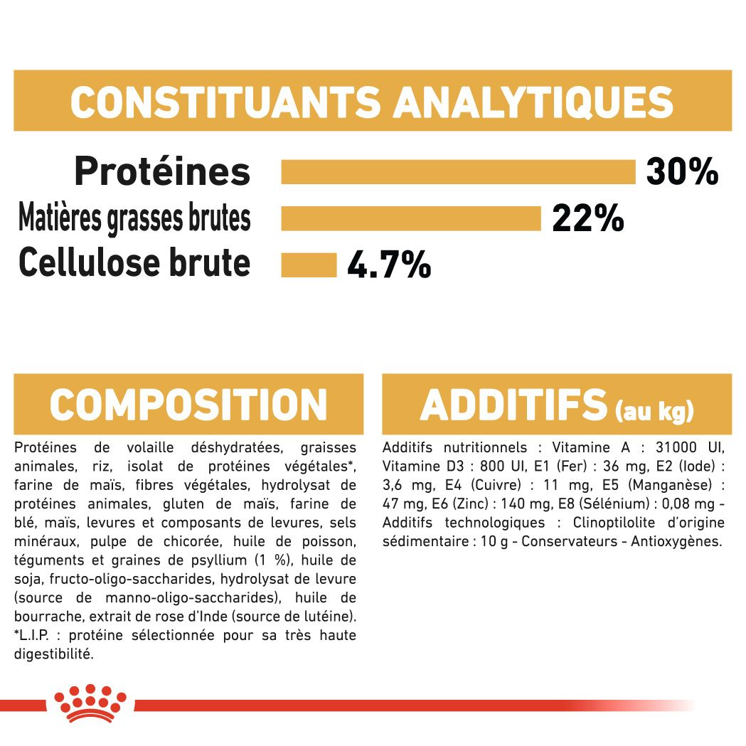Persan Adulte – 5 Persan Adulte – 5