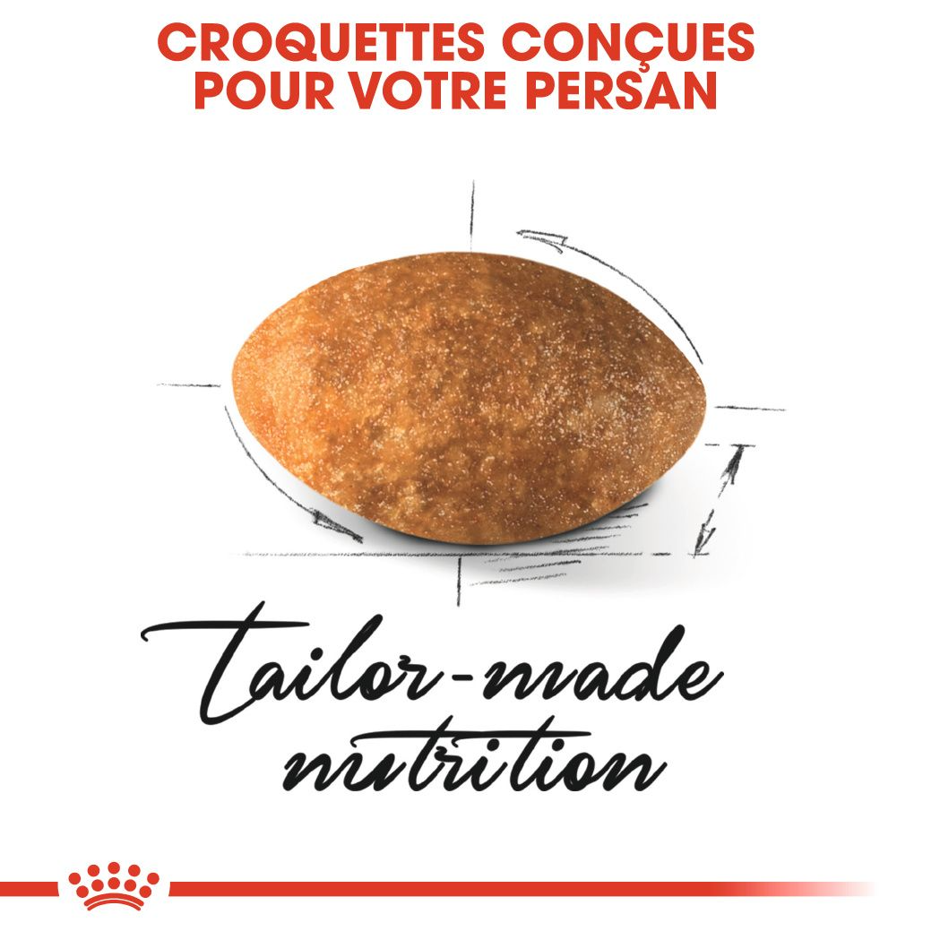 Persan Adulte – 8 Persan Adulte – 8